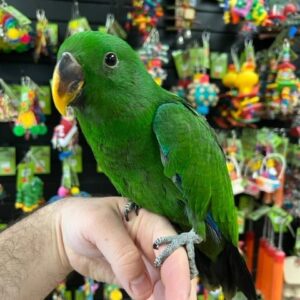 Solomon Island Eclectus for Sale | Healthy Parrots