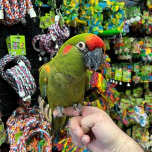 Military Macaw Parrot for Sale | Vibrant Pet Birds