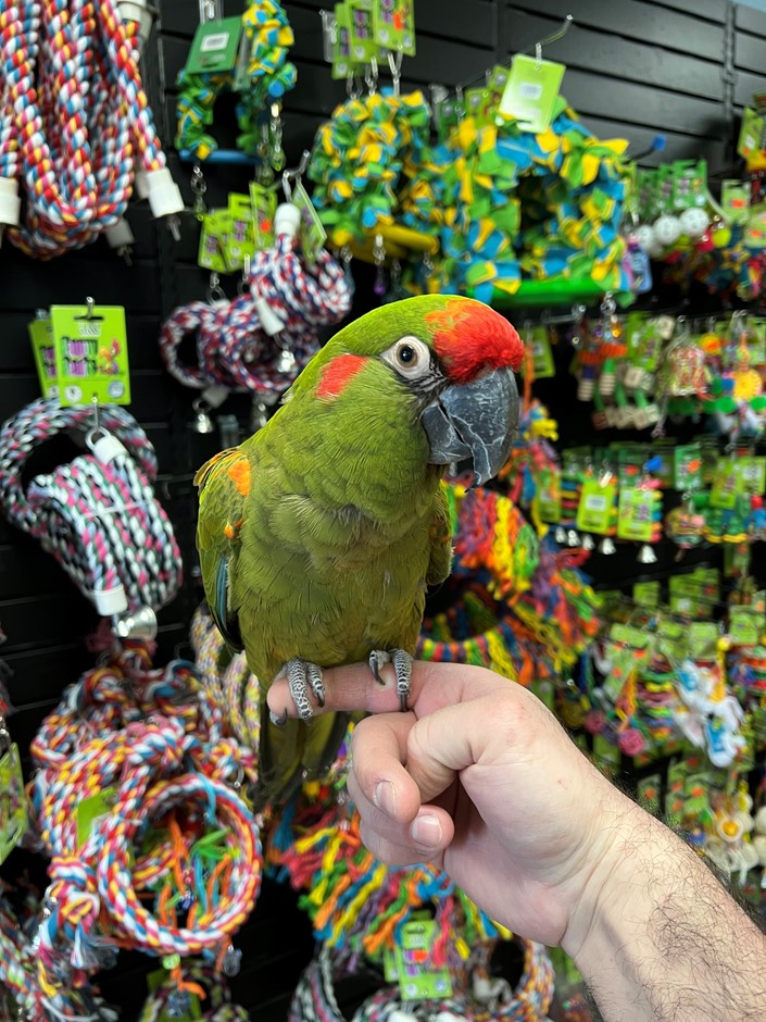 Military Macaw Parrot for Sale | Vibrant Pet Birds