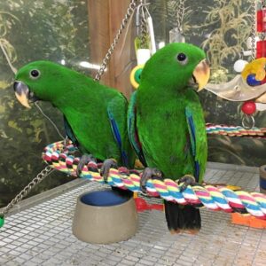 Solomon Island Eclectus for Sale | Exotic Pet Birds