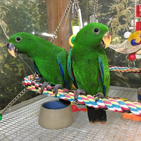 Solomon Island Eclectus for Sale | Exotic Pet Birds