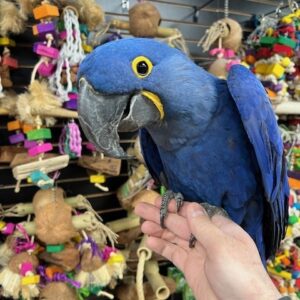 Hyacinth Macaw