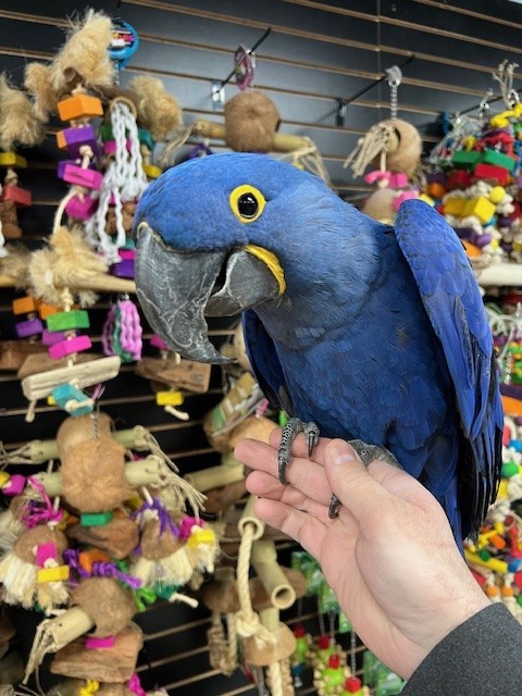 hyacinth macaw