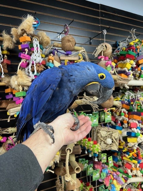 hyacinth macaw