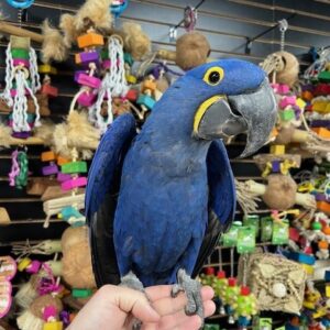 Hyacinth Macaw