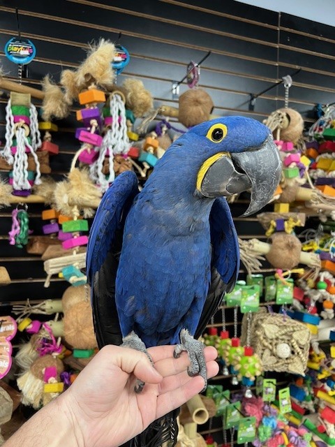 hyacinth macaw