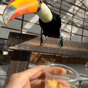 Toucan Parrot Guide | Unique Tropical Birds