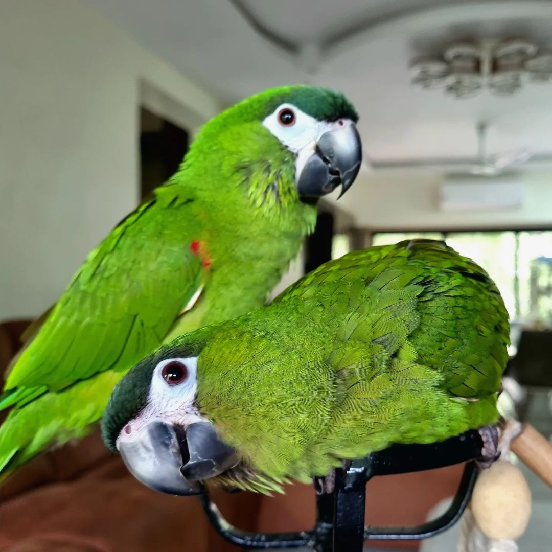 Bonnie & Yoda – Pair Hahn’s Macaw Parrots for Sale 🦜🦜💚 | Small & Friendly Birds Meet Bonnie & Yoda, a delightful and well-bonded pair of Hahn’s Macaw parrots—also known as Mini Macaws. These charming birds are full of personality, intelligence, and affection, making them perfect companions for anyone looking for friendly and interactive pets. Bird Details: Name: Bonnie (Female) & Yoda (Male) Breed: Hahn’s Macaw (Red-Shouldered Macaw) Age: 8 Months Old Gender: Female & Male (DNA Tested Pair) Price: £1,200 (Pair) Bonnie & Yoda have been raised together in a clean and loving environment, ensuring a strong bond and compatibility. They are tame, healthy, and well-socialized. What Comes with the Pair: Spacious cage or pair setup Ownership papers for both birds DNA-tested certificates Playing toys 1-year health warranty Certificates of Veterinary Inspection Microchipped for safety and identification We also offer 100% reliable home delivery, ensuring Bonnie & Yoda arrive safely and stress-free to their new home.