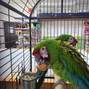 Military Macaws for Sale | Social & Intelligent