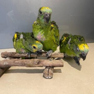 Hand-Raised Amazon Parrots for Sale | Trusted Breeders
