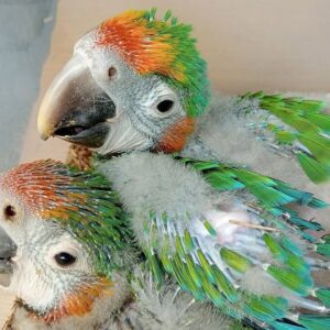 Adopt a Military Macaw | Friendly & Social Parrots