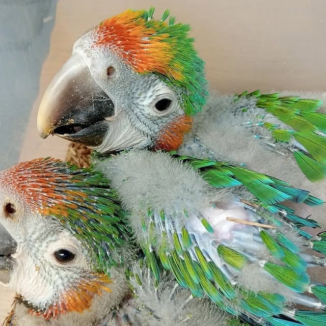 Adopt a Military Macaw | Friendly & Social Parrots