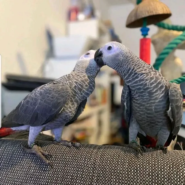 Nino & Lucy – Pair Beautiful African Grey Parrots for Sale | Order Today Meet Nino & Lucy, a stunning and intelligent pair of African Grey Parrots, known for their exceptional talking ability, sharp intelligence, and calm, affectionate personalities. This bonded male and female pair is perfect for anyone seeking interactive, social, and highly engaging companions. Bird Details: Name: Nino (Male) & Lucy (Female) Breed: African Grey Parrots Age: 10 Months Old Gender: Male & Female (DNA Tested Pair) Price: £1,400 (Pair) Nino & Lucy have been hand-raised in a clean and nurturing environment, making them tame, friendly, and well-socialized. They are strongly bonded and enjoy both human interaction and each other’s company. What Comes with the Pair: Spacious cage or aviary setup Ownership papers for both birds DNA-tested certificates Playing toys 1-year health warranty Certificates of Veterinary Inspection Microchipped for safety and identification We also offer 100% reliable home delivery, ensuring both birds arrive safely and stress-free.
