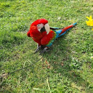 Green-Winged Macaw for Sale | Healthy Parrots