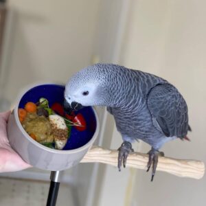 African Grey Parrots for Sale | Friendly & Social