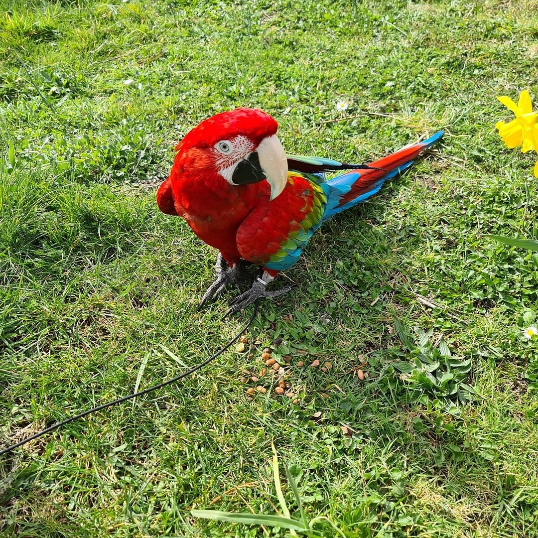 Green-Winged Macaw for Sale | Healthy Parrots