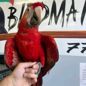 Buy Scarlet Macaw Parrot