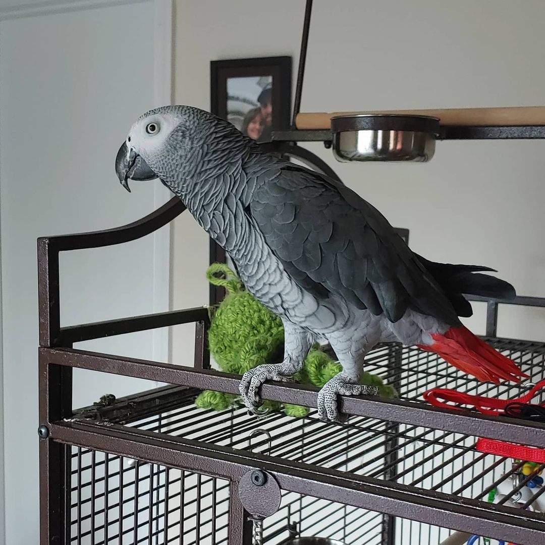 African Grey Parrot for Sale | Talkative & Smart