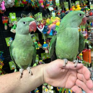 Alexandrine Parrot Birds | Smart & Playful Pets