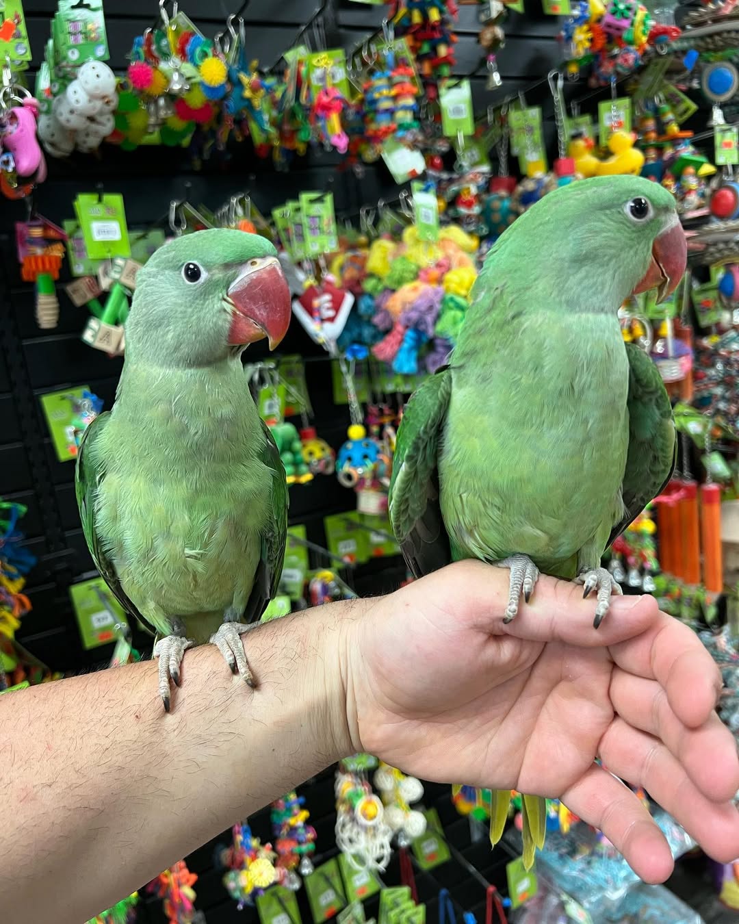 Ash & Rubix – Alexandrine Parakeet Parrots for Sale 🦜🦜💚 | Smart & Playful Pets Meet Ash & Rubix, a beautiful and lively pair of Alexandrine Parakeets known for their intelligence, playful energy, and charming personalities. This bonded male and female duo is perfect for anyone looking for interactive, social, and entertaining feathered companions. Bird Details: Name: Ash (Male) & Rubix (Female) Breed: Alexandrine Parakeets Age: 8 Months Old Gender: Male & Female (DNA Tested Pair) Price: £900 (Pair) Ash & Rubix have been raised together in a clean and nurturing environment, ensuring a strong bond and compatibility. They are tame, healthy, and enjoy human interaction. What Comes with the Pair: Spacious cage or pair setup Ownership papers for both birds DNA-tested certificates Playing toys 1-year health warranty Certificates of Veterinary Inspection Microchipped for safety and identification We also offer 100% reliable home delivery, ensuring Ash & Rubix arrive safely and stress-free to their new home.