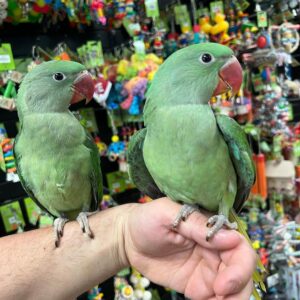 Alexandrine Parrot Birds | Smart & Playful Pets