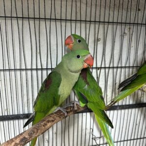 Alexandrine Parakeet Parrots | Exotic Pet Birds