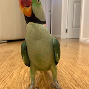 Alexandrine Parrots | Beautiful & Friendly Pets