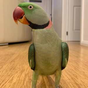 Alexandrine Parrots | Beautiful & Friendly Pets