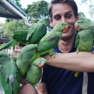 Alexandrine Parakeets | Vibrant Exotic Birds