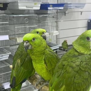 Amazon Parrots for Sale | Talkative & Colorful Companions