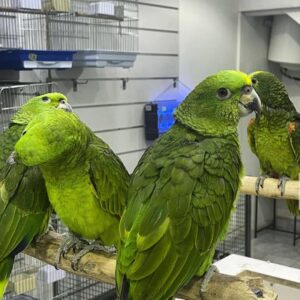 Amazon Parrots for Sale | Talkative & Colorful Companions