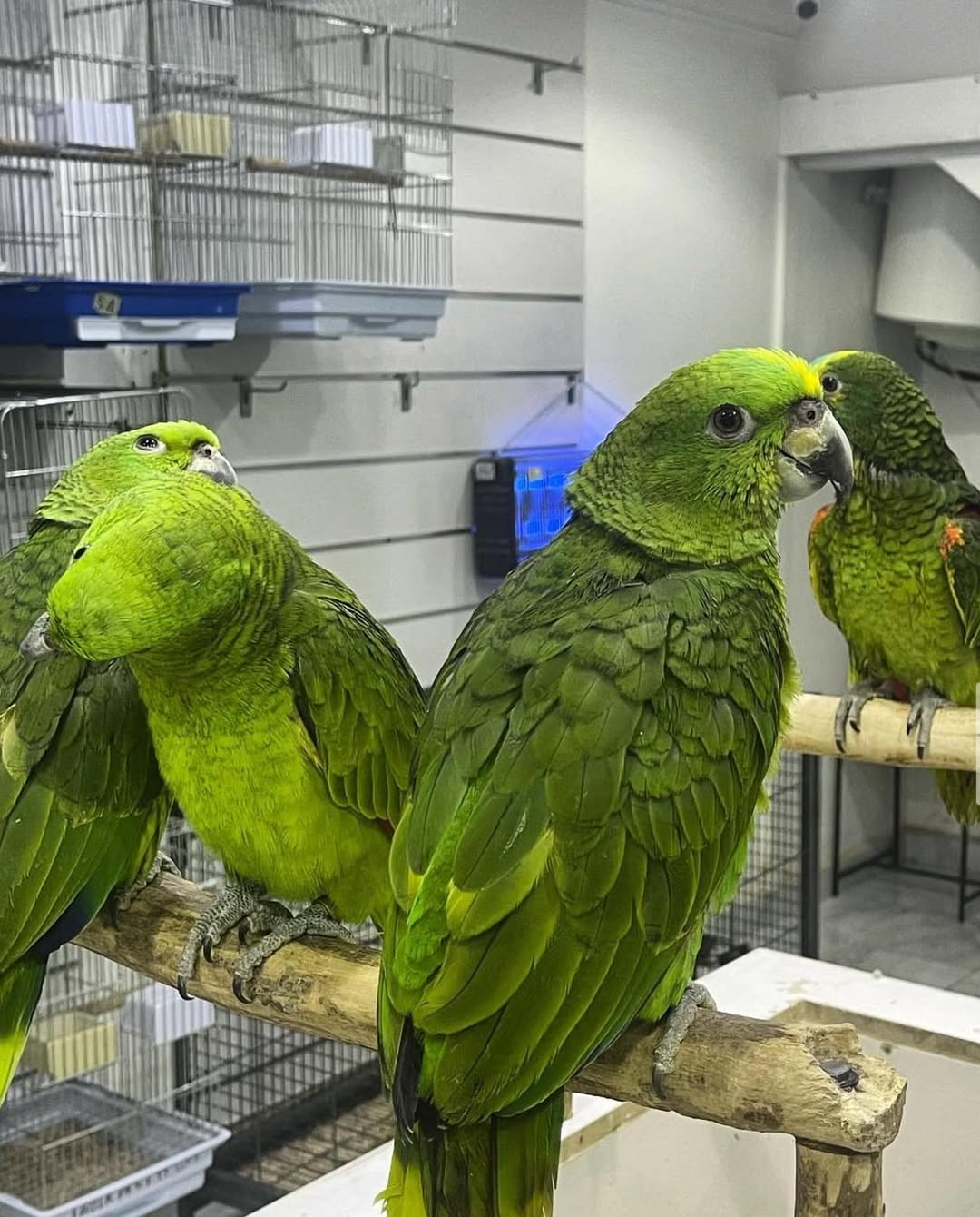 Amazon Parrots for Sale