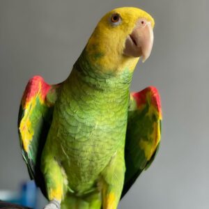 Amazon Parrot for Sale | Healthy & Hand-Raised Birds
