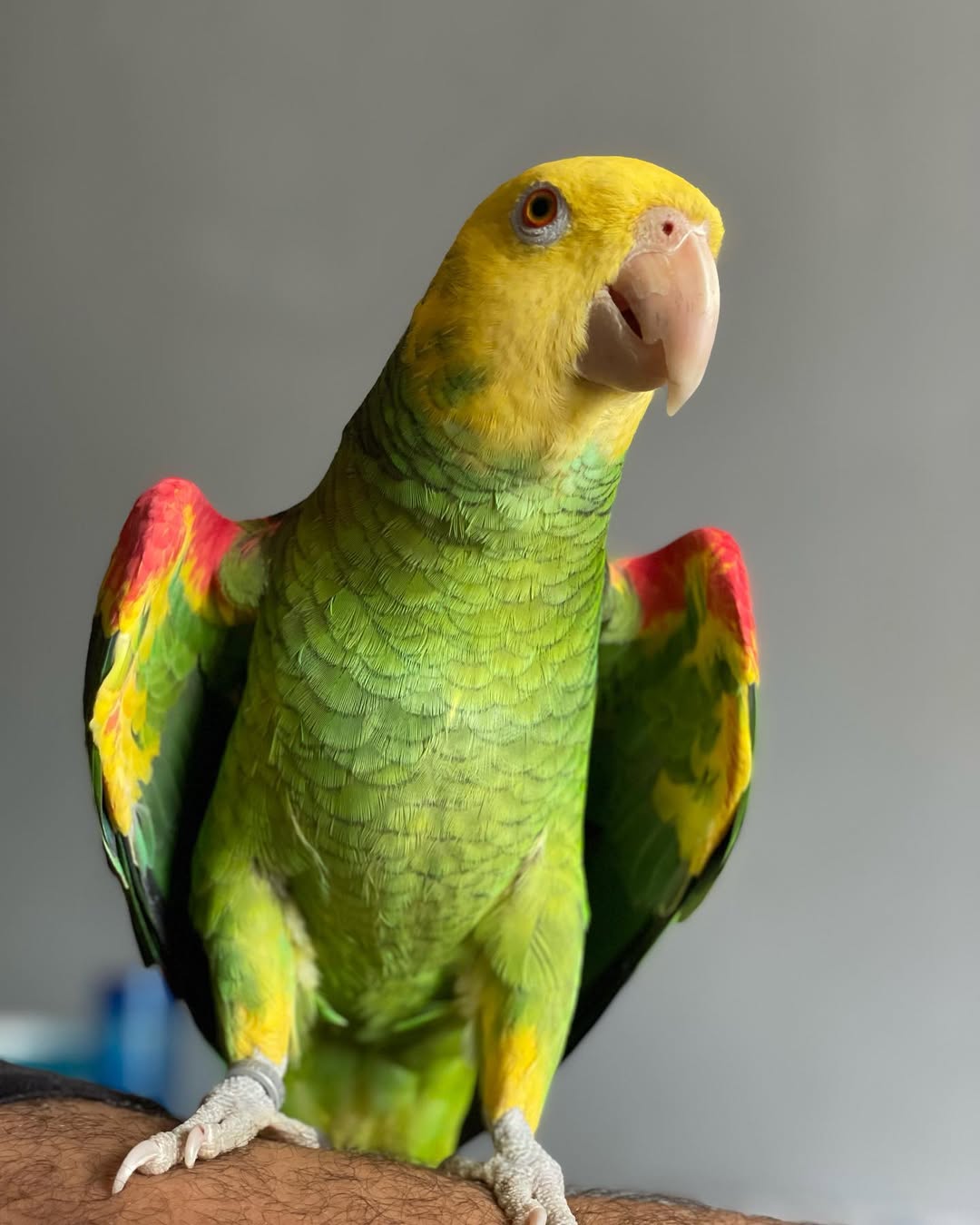 Amazon parrot