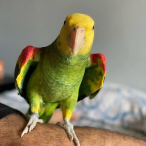Amazon Parrot for Sale | Healthy & Hand-Raised Birds