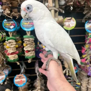 Bare-Eyed Cockatoo for Sale