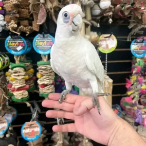 Bare-Eyed Cockatoo for Sale