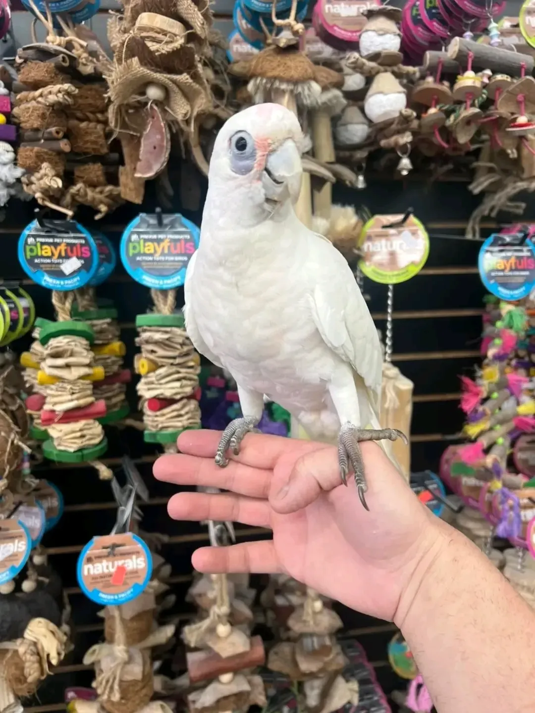 Lily – Bare-Eyed Cockatoo for Sale 🦜🤍💙 | Playful & Intelligent Companion Meet Lily, a charming Bare-eyed Cockatoo, also known as the Little Corella. With her bright white feathers, expressive blue eye-ring, and lively personality, Lily is a unique and entertaining companion ready for a loving home. Bird Details: Name: Lily Breed: Bare-Eyed Cockatoo (Little Corella) Age: 8 Months Old Gender: Female Price: £800 Lily has been hand-raised in a clean and nurturing environment, making her tame, friendly, and well-socialized. She enjoys attention, interactive play, and forming strong bonds with her owner. What Comes with Lily: Large spacious cockatoo cage Ownership papers DNA-tested certificate Playing toys 1-year health warranty Certificate of Veterinary Inspection Microchipped for safety and identification We also offer safe and reliable home delivery, ensuring Lily arrives comfortably and stress-free.