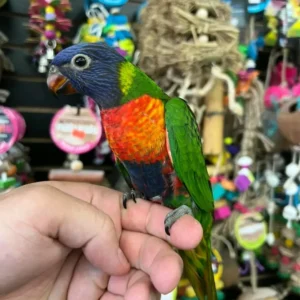 Buy Rainbow Lorikeets | Friendly Exotic Parrots