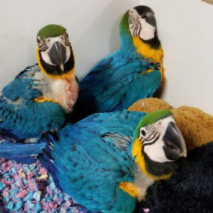 Blue & Gold Macaws for Adoption | Trusted Rescue