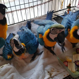 Baby Blue & Gold Macaw Parrots for Sale – Hand-Raised & Tame