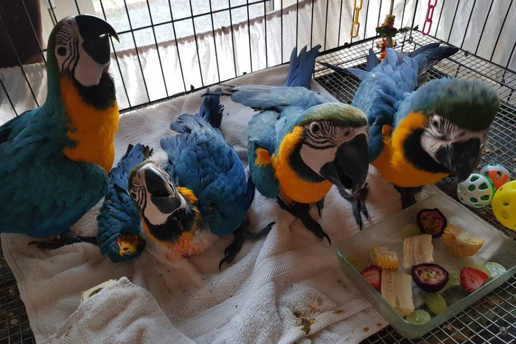 Babies Macaw parrots
