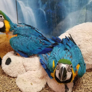 Blue & Gold Macaws for Adoption | Trusted Rescue