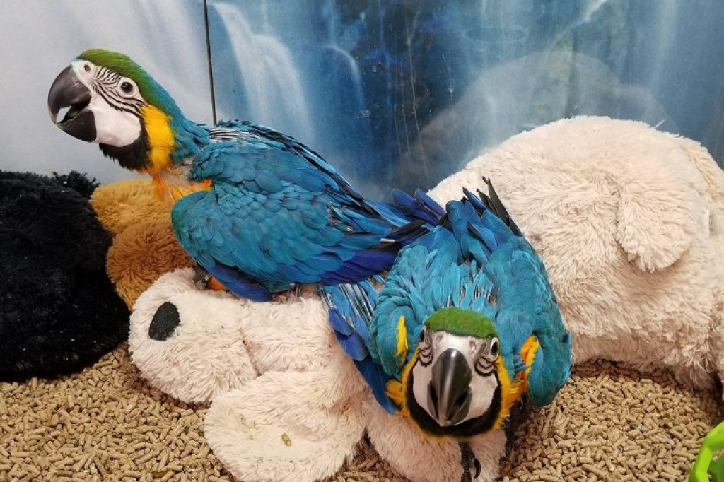 Blue & Gold Macaws for Adoption | Trusted Rescue