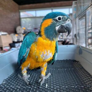 Blue and Gold Macaw Adoption | Give a Bird a Home