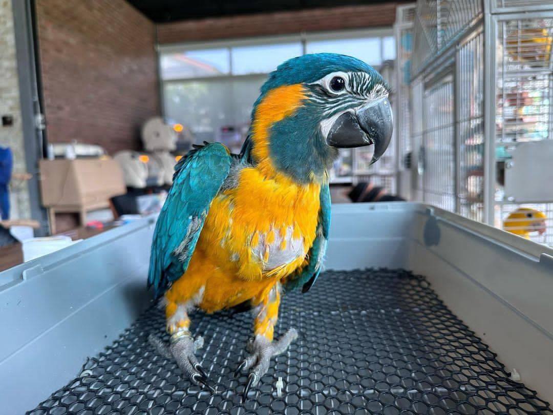 Blue and Gold Macaw Adoption | Give a Bird a Home