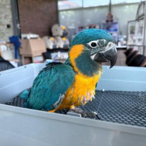 Blue and Gold Macaw Adoption | Give a Bird a Home