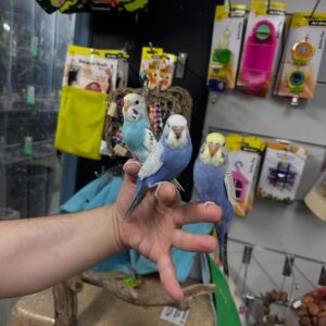 Budgies for Sale | Healthy & Colorful Pet Birds
