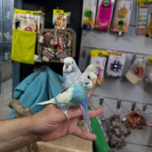 Budgies for Sale | Healthy & Colorful Pet Birds