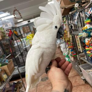 Umbrella Cockatoos for Sale | Healthy Pet Birds